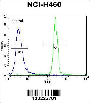 XYLT1 Antibody (N-term)