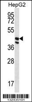 POFUT1 Antibody (C-term)
