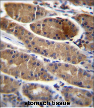 SLC30A7 Antibody (N-term)