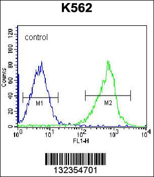 GSTM5 Antibody (N-term)