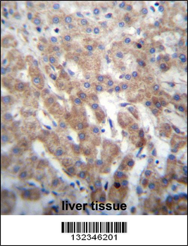 FGFRL1 Antibody (N-term)