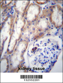 ZP4 Antibody (C-term)