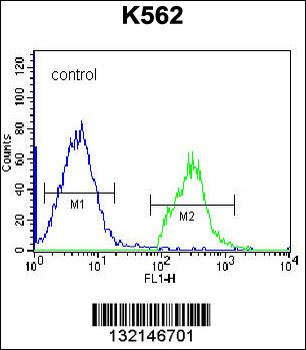 HIST1H2BL Antibody (N-term)