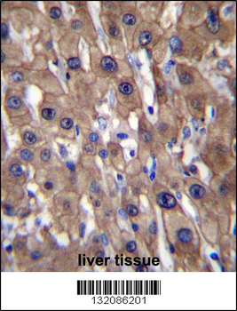 MAT1A Antibody (N-term)