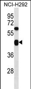 C3orf76 Antibody (C-term)