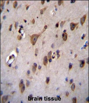 EFCAB4A Antibody (N-term)