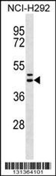 MLNR Antibody (C-term)