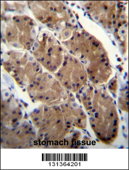 MLNR Antibody (C-term)