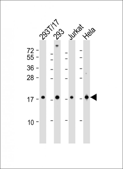 SUMO4 Antibody (M55 Wild type)