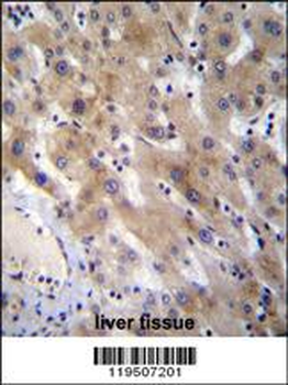 FGL1 Antibody (C-term)