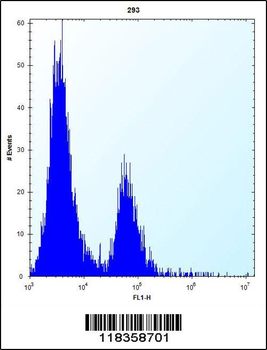 CA1 Antibody (N-term)