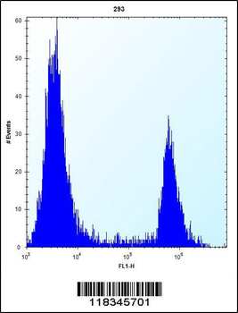 ANGPTL7 Antibody (C-term)