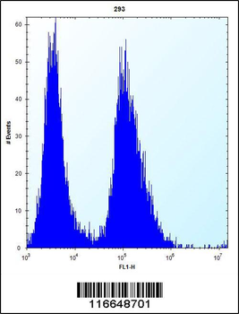CLDN2 Antibody (C-term Y224)