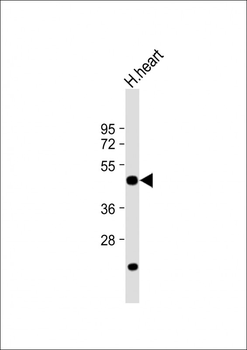 DRG1 Antibody (C-term)