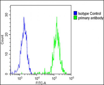 KERA Antibody (C-term)