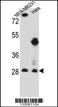 EIF4H Antibody (Center)