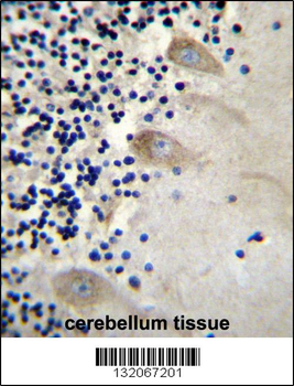 EIF3CL Antibody (N-term)
