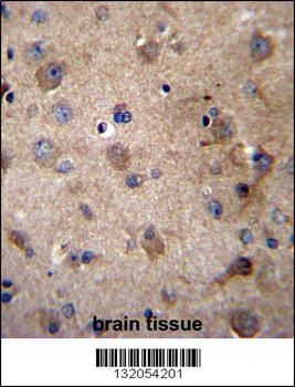 SERPINE2 Antibody (Center)