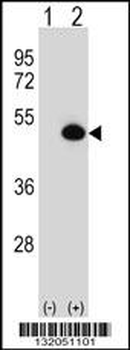 ASS1 Antibody (C-term)