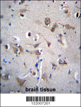 YIF1B Antibody (N-term)