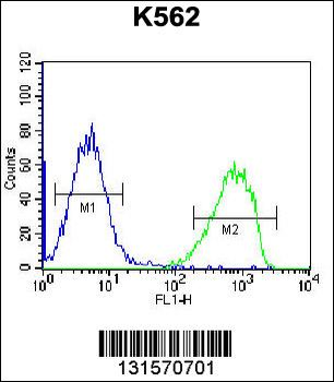 SPINK8 Antibody (C-term)