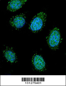 DTNA Antibody (C-term)