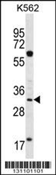 FCN3 Antibody (C-term)