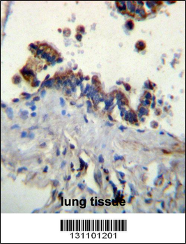 FCN3 Antibody (C-term)