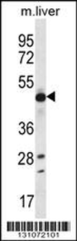 EEF1A2 Antibody (C-term)