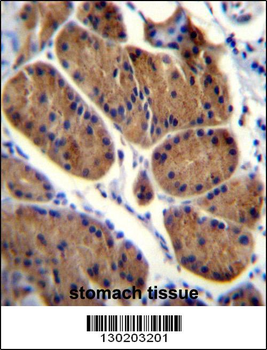 NDUFS8 Antibody (Center)
