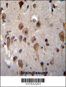 LRRC28 Antibody (C-term)