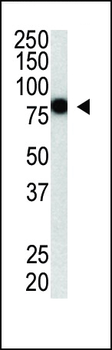 PIASy1 Antibody (C-term)