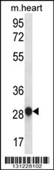 MYOGENIN Antibody (N-term)