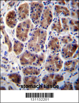 MAN2A2 Antibody (Center)