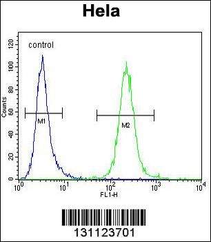 POLR1B Antibody (N-term)