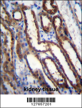 NXN Antibody (Center)