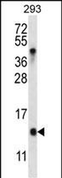 C4orf36 Antibody (Center)