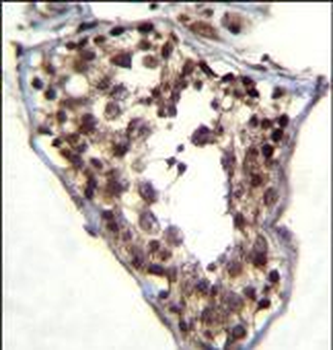C4orf36 Antibody (Center)