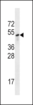 Sestrin-3 Antibody (Center Y335)