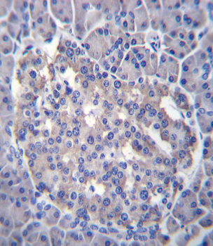 Sestrin-3 Antibody (Center Y335)
