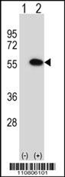 MINA Antibody (N-term)
