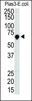PIAS3 Antibody (C-term)