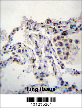 MEIG1 Antibody (Center)