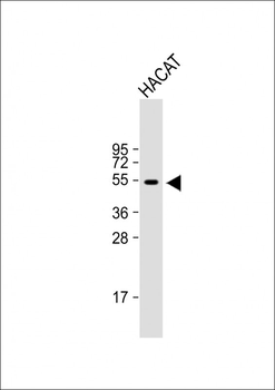 RASSF10 Antibody (Center)