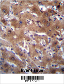 RASSF10 Antibody (Center)