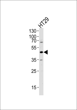 RNH1 Antibody (C-term)