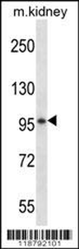 VSGP/F-spondin Antibody (N-term)