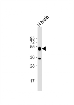 I23O2 Antibody (C-term)