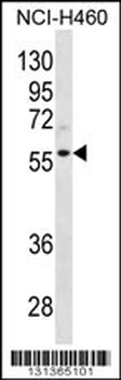 CCNL2 Antibody (Center)