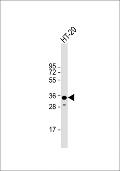 LGALS4 Antibody (N-term)